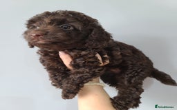 Cavapoo dogs for sale: Chocolate F1B Cavapoos. Health Tested.  - Image 16