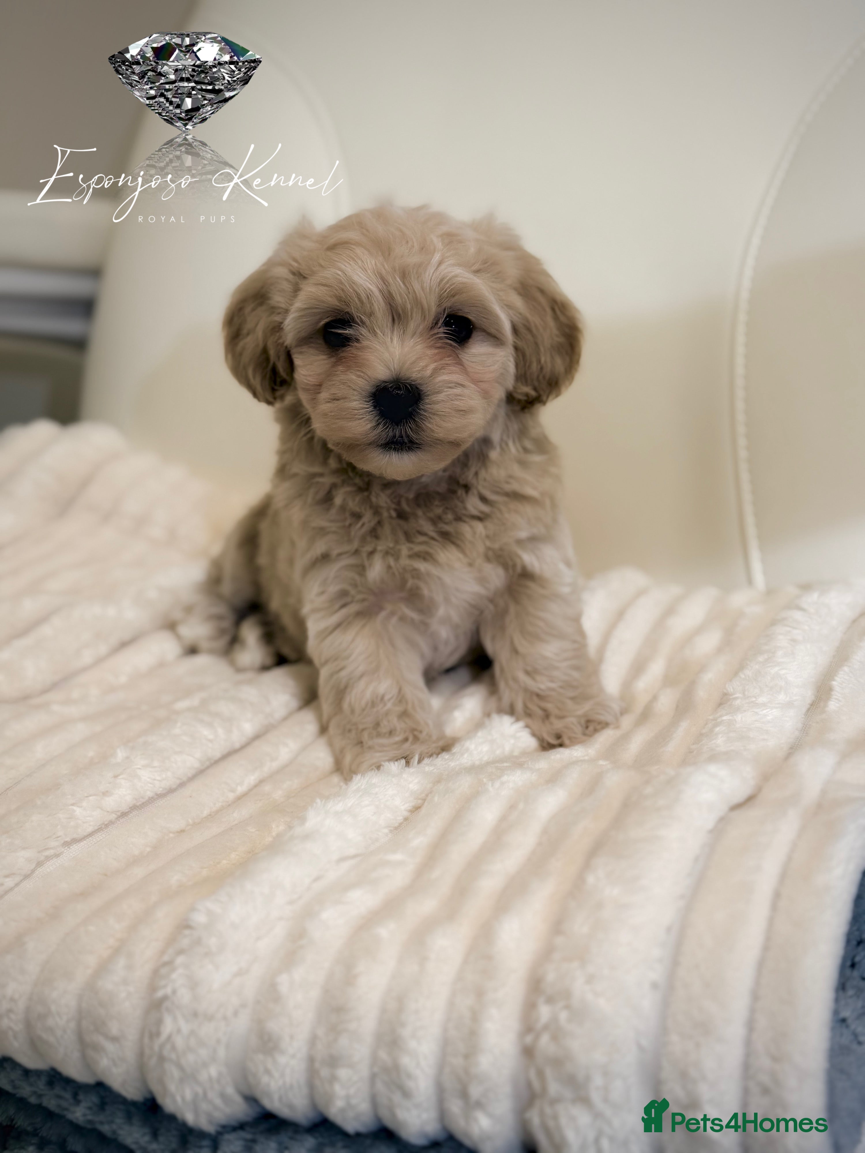 Maltipoo dogs ✨👑READY 🏡 One in a Million F1 Asian Maltipoo👑✨ - Advert 7
