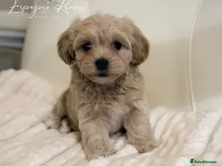 Maltipoo dogs ✨👑READY 🏡 One in a Million F1 Asian Maltipoo👑✨ - Advert 7