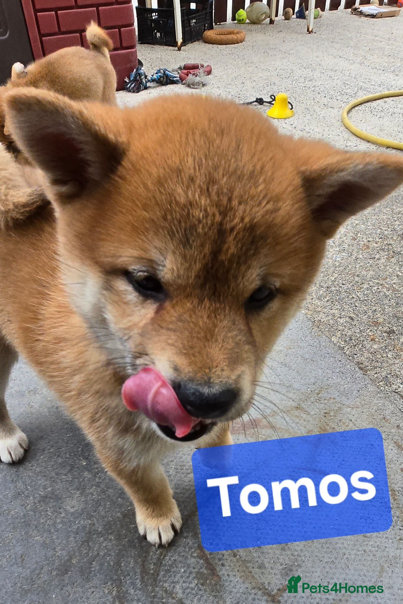 Japanese Shiba Inu dogs Foxy little shibas - Advert 1