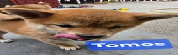 Japanese Shiba Inu dogs for sale: Foxy little shibas - Advert 9