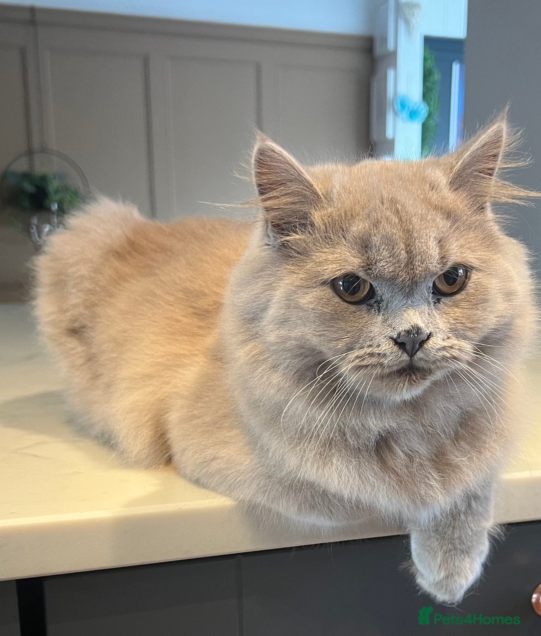 Scottish Fold cats for sale: Bear - 7 Months old Scottish straight  - Advert 3