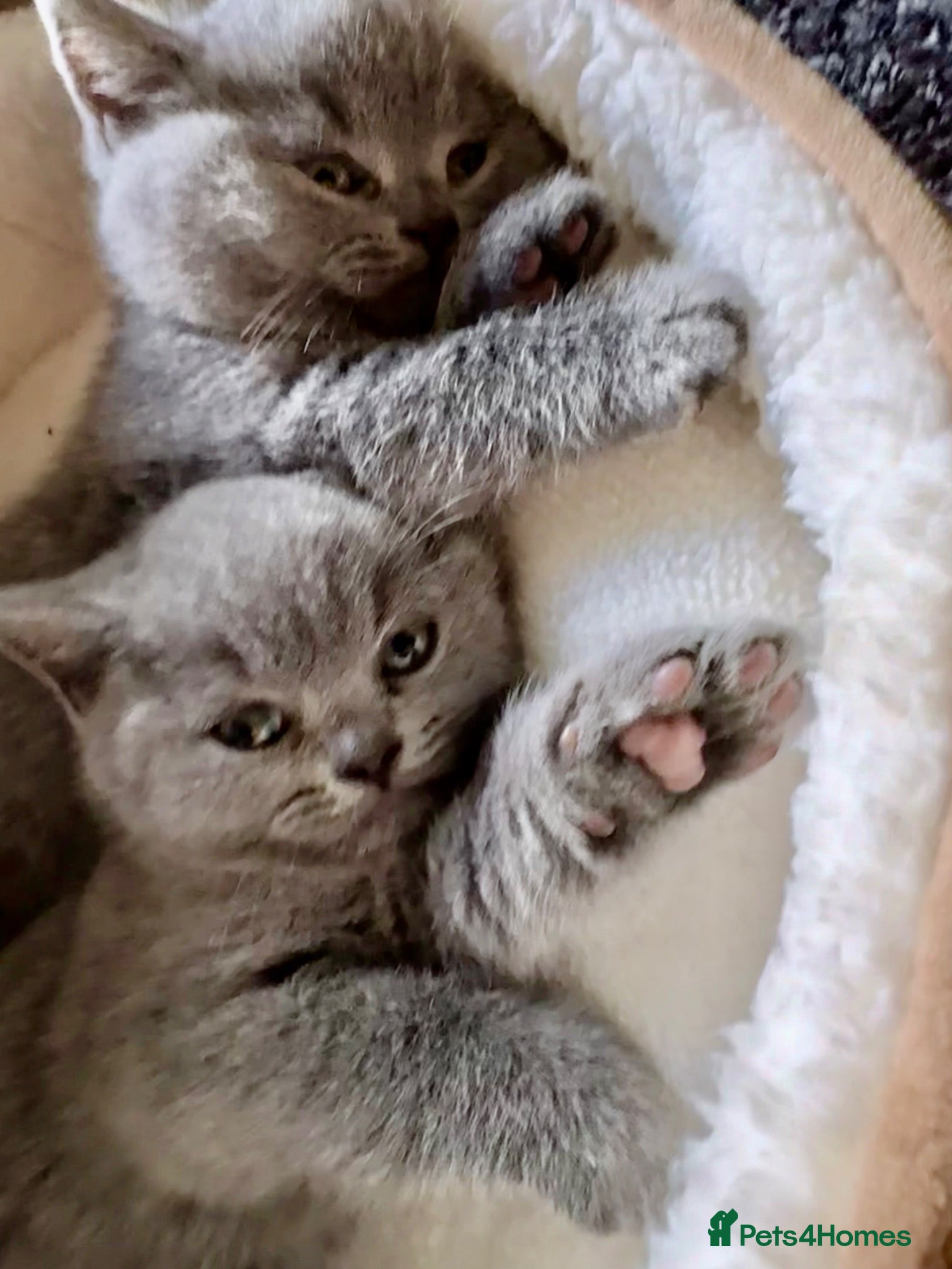 British Shorthair cats Chunky Pedigree British Shorthair Kittens - Advert 2