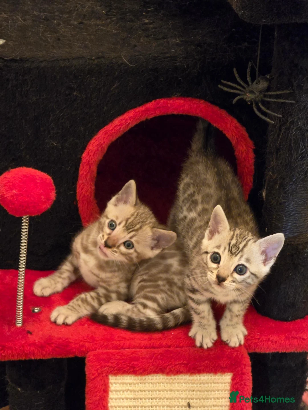 Bengal cats for sale: Championship F6 Beautiful Bengal Kittens ❤️ - Advert 1