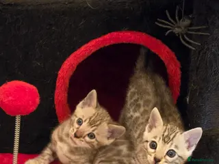 Bengal cats Championship F6 Beautiful Bengal Kittens ❤️ - Advert 1