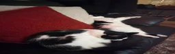 Mixed Breed cats for sale: Black and white fluffy girl - Advert 3