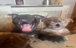 Mixed Breed dogs for sale: chow x staffy - Image 16