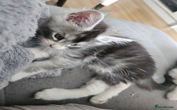 Maine Coon cats for sale: Maine coon kittens  - Image 13
