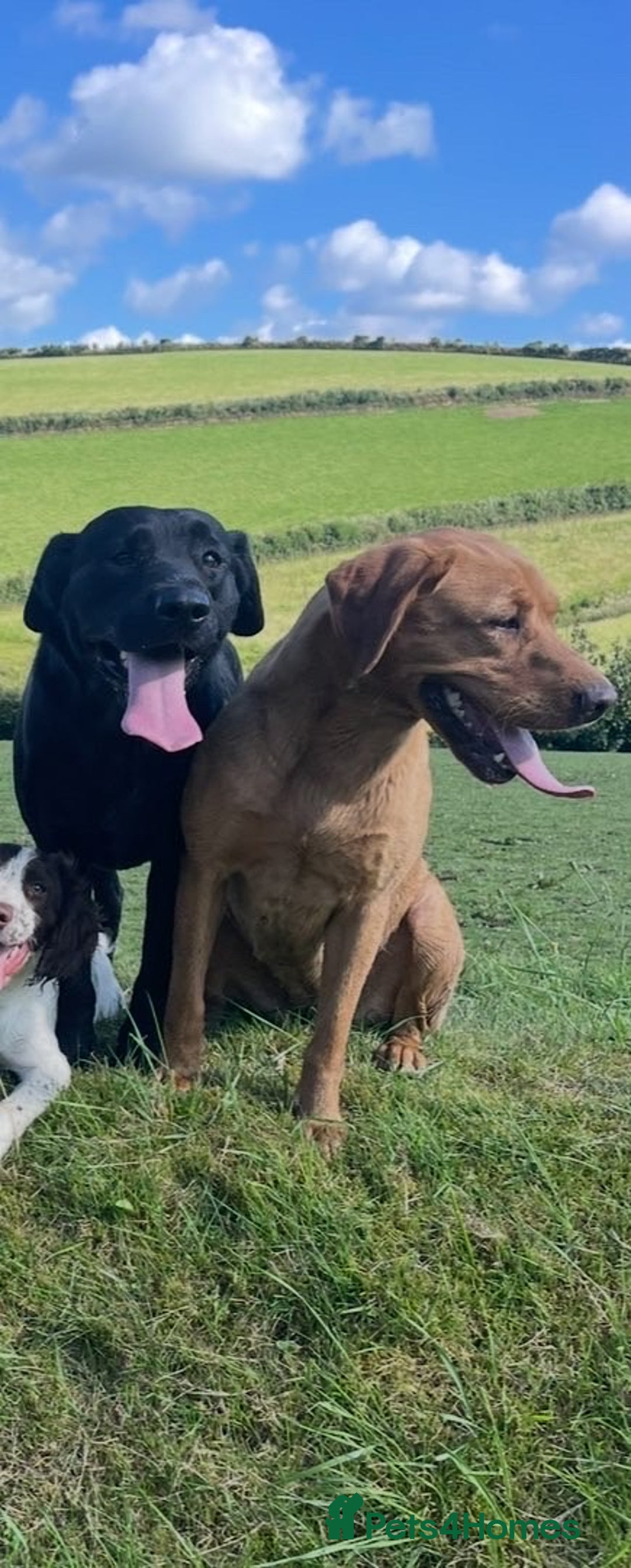 Labrador Retriever dogs for sale: 1 golden/ yellow boy Labrador puppies left - Advert 4