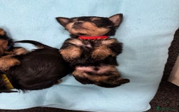 Yorkshire Terrier dogs for sale: Yorkshire Terrier Puppies  - Advert 6