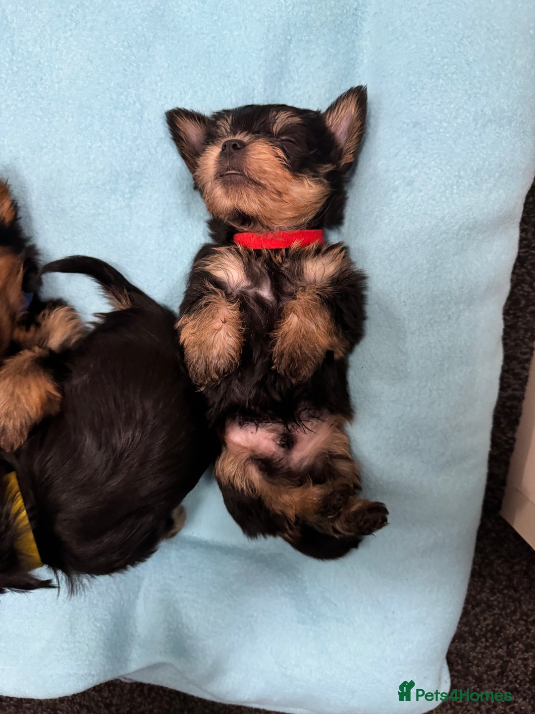 Yorkshire Terrier dogs for sale: Yorkshire Terrier Puppies  - Advert 6