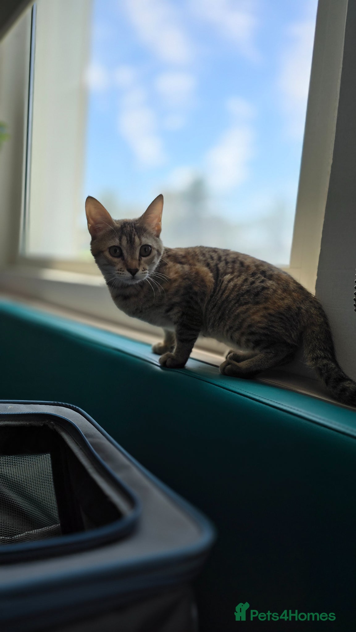 Mixed Breed cats [Indoors Only] Noxie - A bundle of joy and energy! - Advert 2