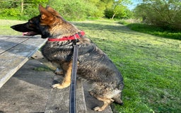 German Shepherd dogs for stud: Gorgeous German Shepherd For Stud in Kidderminster - Image 11