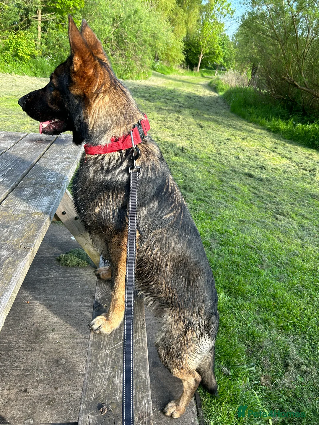 German Shepherd dogs for stud: Gorgeous German Shepherd For Stud in Kidderminster - Advert 11