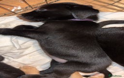 Labrador Retriever dogs for sale: Black Labrador puppies READY TO GO! - Image 4