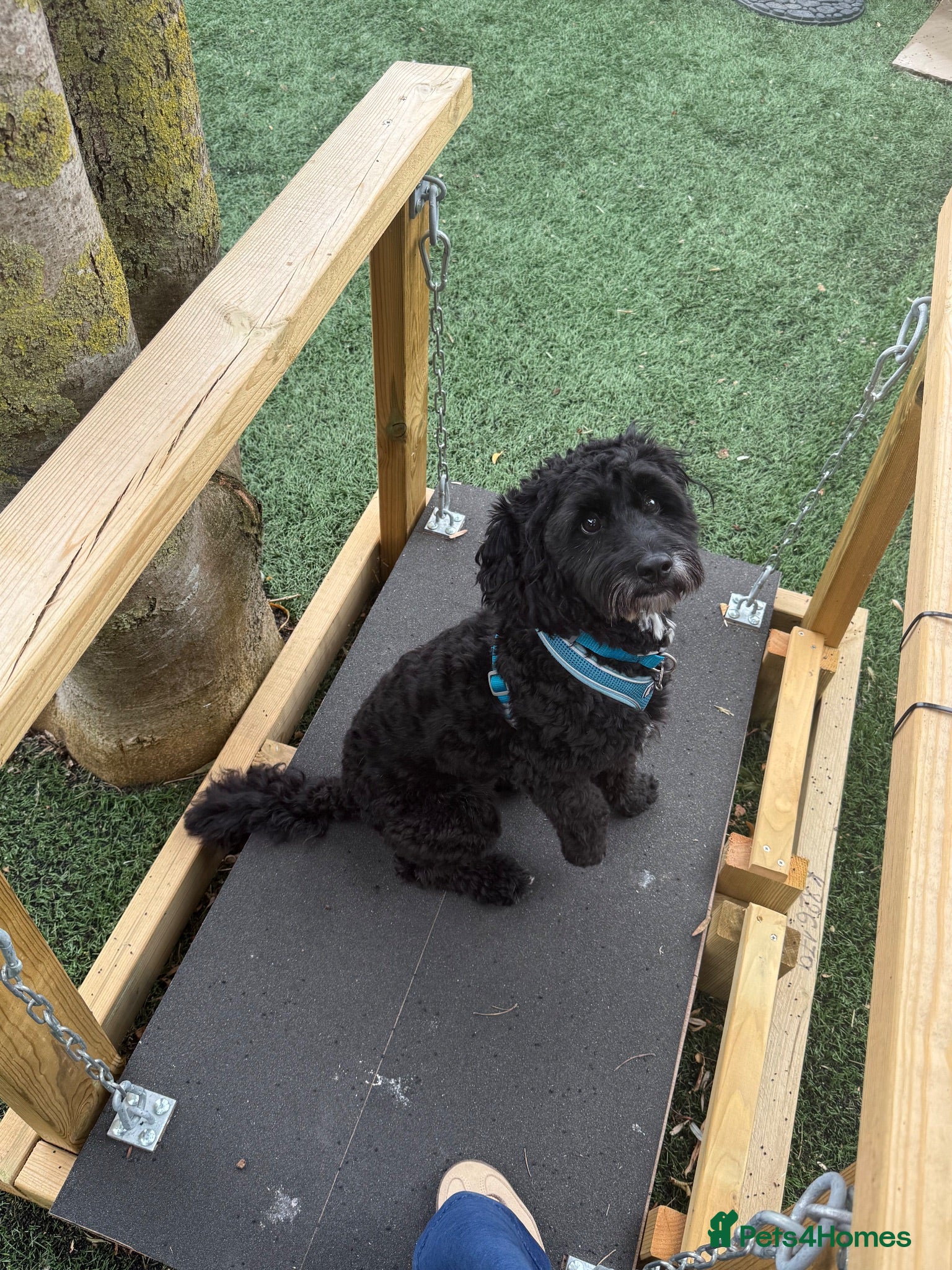 Cockapoo dogs ‼️PROVEN cockapoo stud available ‼️ - Advert 1