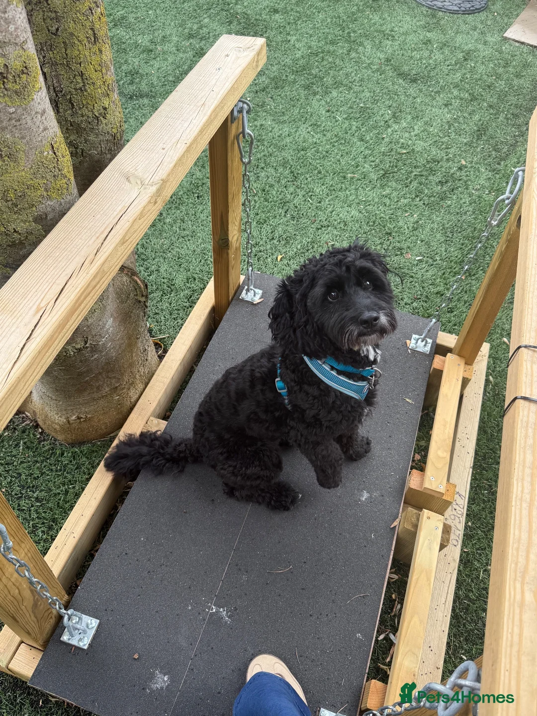 Cockapoo dogs for stud: ‼️PROVEN cockapoo stud available ‼️ - Advert 1