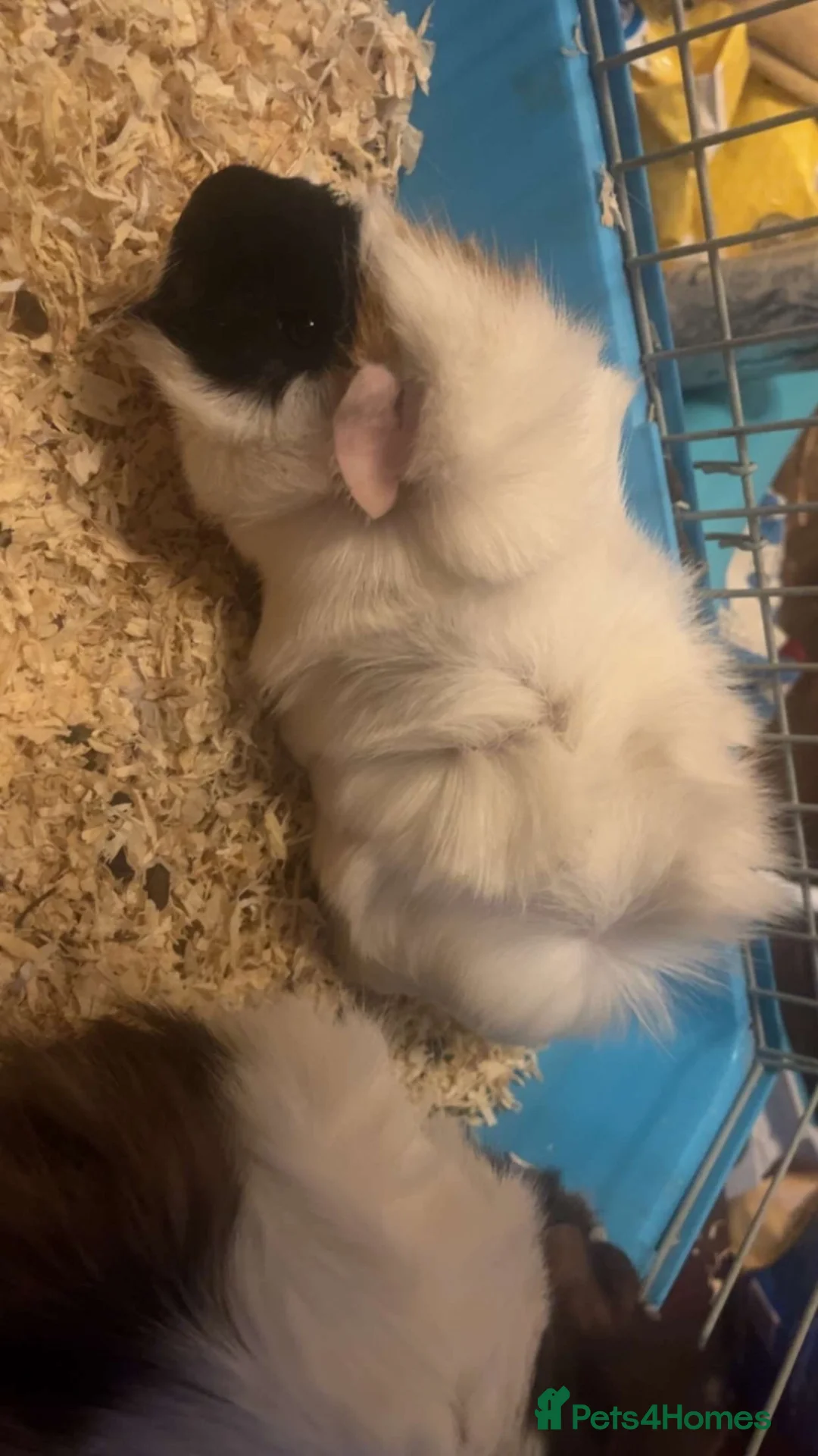 Guinea Pig rodents for sale: 2 Beautiful female guinea pigs  in Frizington - Advert 1