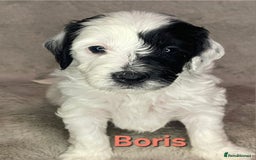 Cockapoo dogs for sale: Adorable cockapoo puppies - Image 2