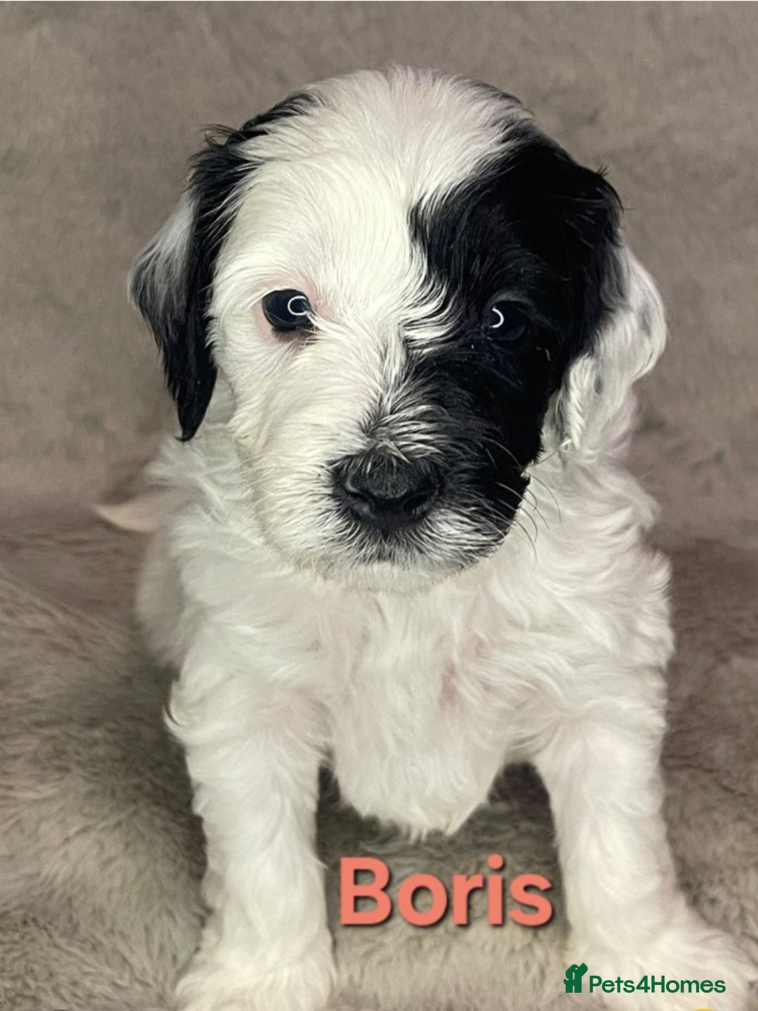 Cockapoo dogs for sale: Adorable cockapoo puppies - Image 2