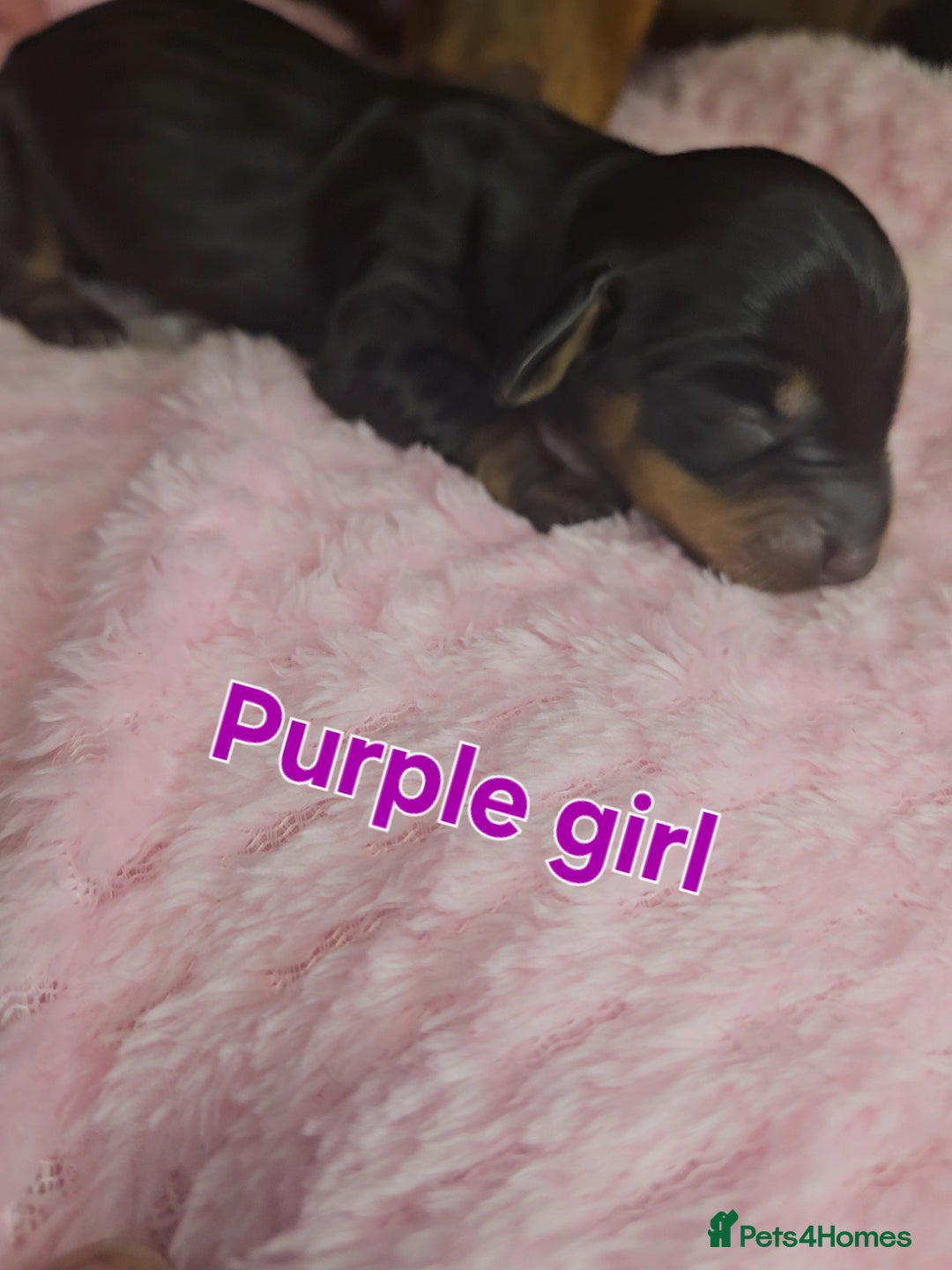 Miniature Dachshund dogs for sale: Miniature Dachshunds - Image 6