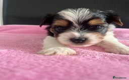 Biewer Terrier dogs for sale: 5 Adorable Purebred Biewer Terriers - Image 7