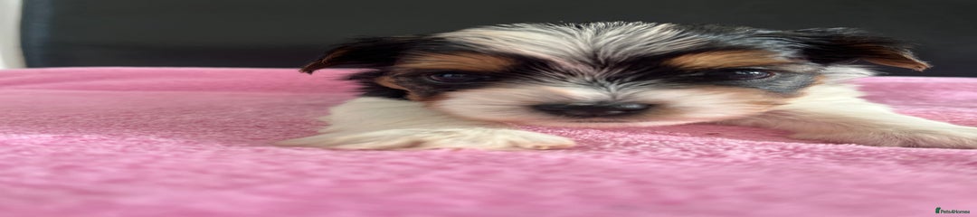 Biewer Terrier Puppy 3