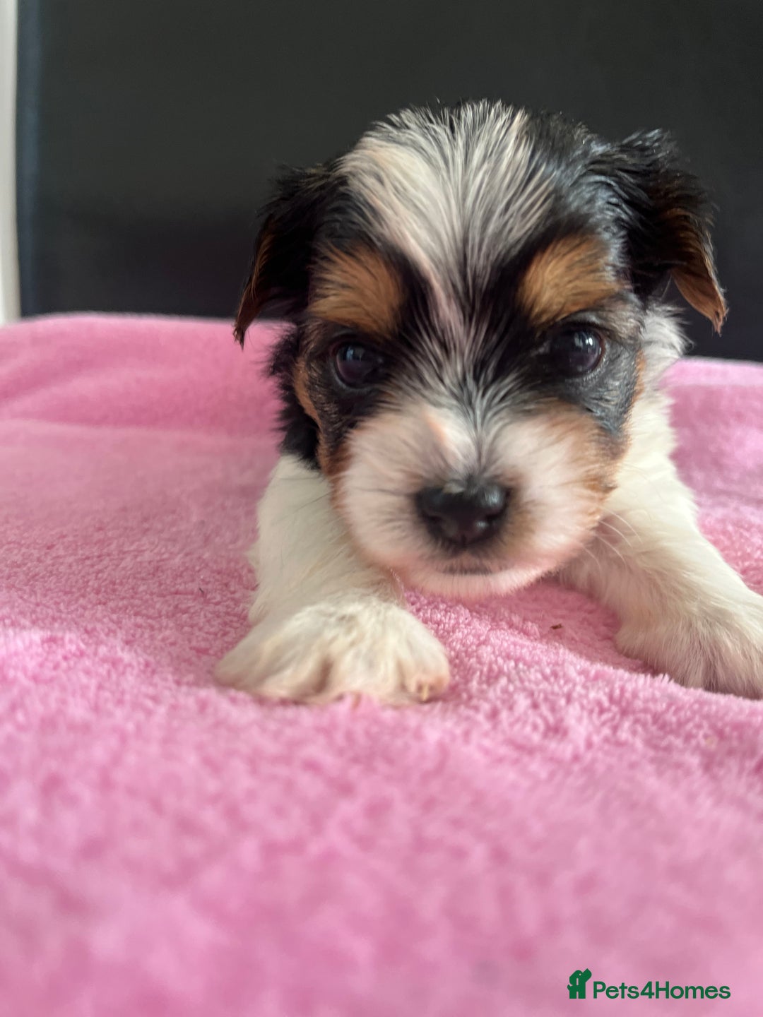 Biewer Terrier dogs for sale: 5 Adorable Purebred Biewer Terriers - Image 7