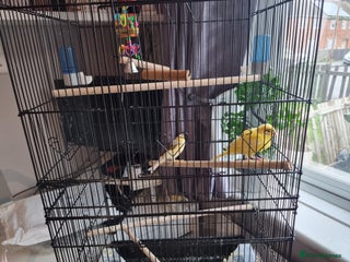 Canaries birds Canaries/ cage and food - Advert 5