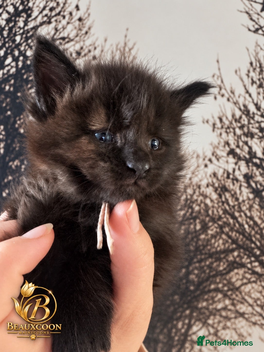 Maine Coon cats Tica registered Adorable Mainecoon Kittens - Advert 4
