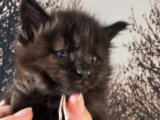 Maine Coon cats Tica registered Adorable Mainecoon Kittens - Advert 4