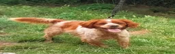 Brittany Spaniel dogs for adoption: Xenon - 3 year old Brittany  - Advert 2
