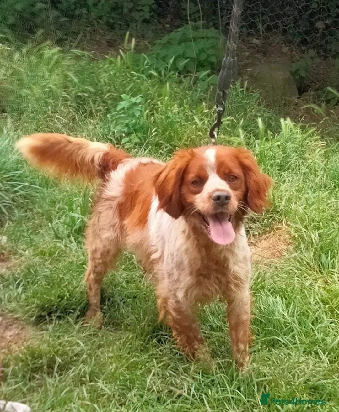 Brittany Spaniel dogs for adoption: Xenon - 3 year old Brittany  - Advert 2