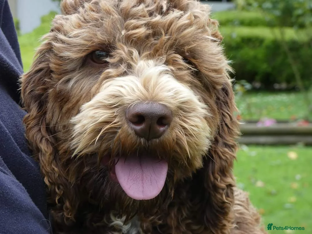 Miniature Poodle dogs for stud: OUTSTANDING CHOCOLATE F1 COCKAPOO FULLY DNA TESTED in Radstock - Advert 5