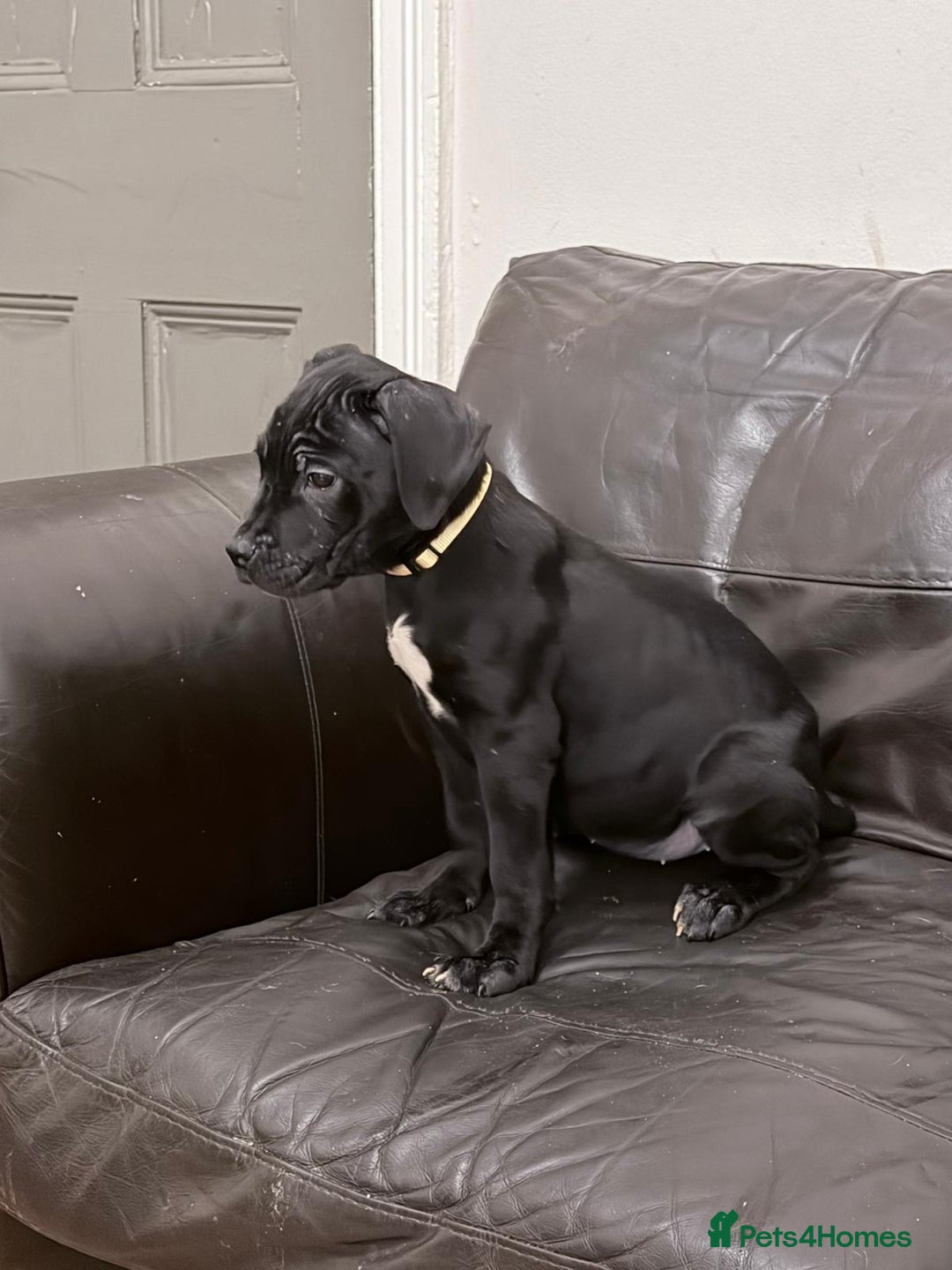 Cane Corso dogs for sale: Cane corso puppies - Advert 9
