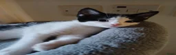 Mixed Breed cats for sale: 3 beautiful kittens - Advert 3
