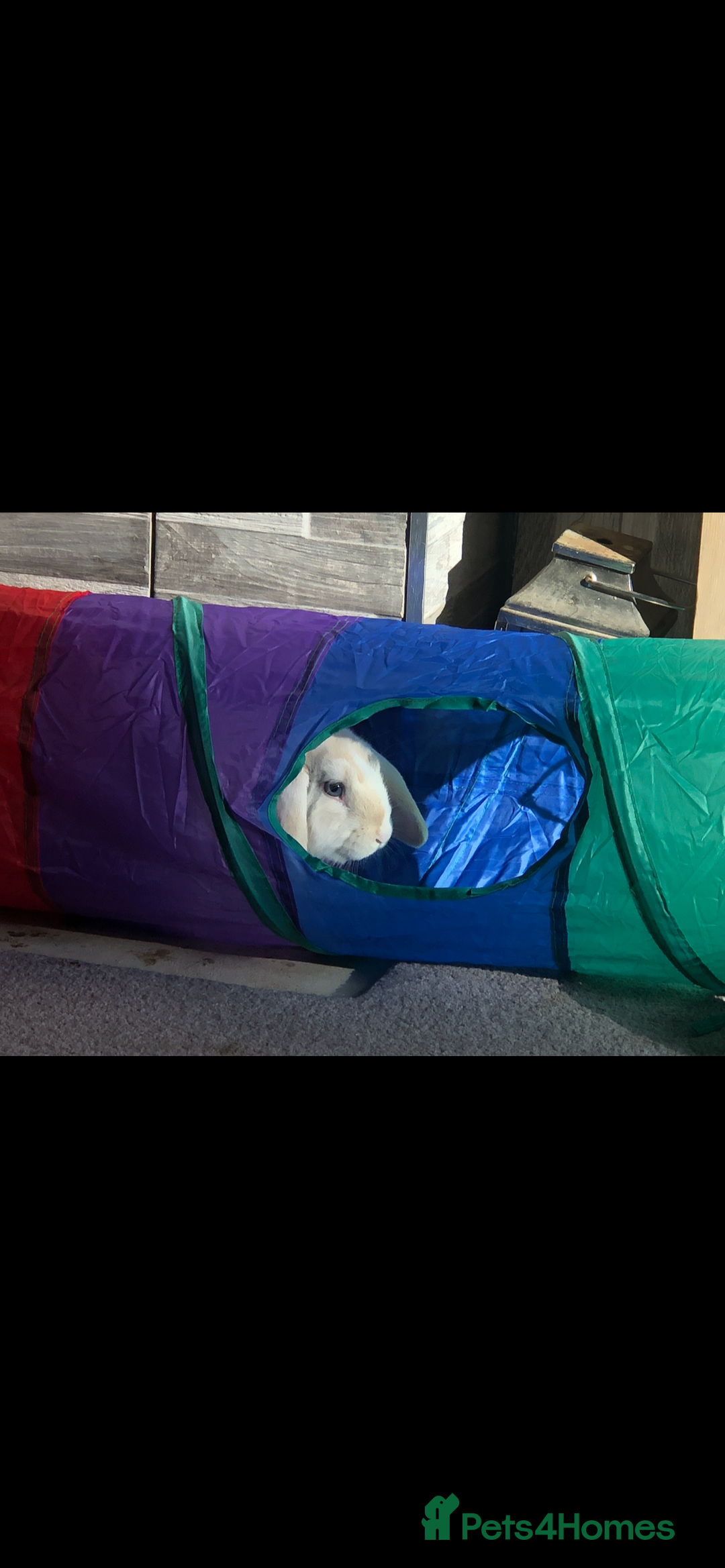 Cashmere Lop rabbits for sale: 2 Adorable rabbits best of friends - Image 7