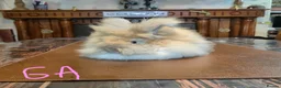 Angora rabbits for sale: Gorgeous Angora Rabbits, Pure Bred Full Faced. - Advert 14