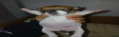 Jack Russell 5
