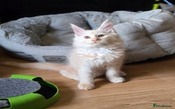 Maine Coon cats for sale: Gorgeous XL Maine Coon Male - last remaining - Image 2