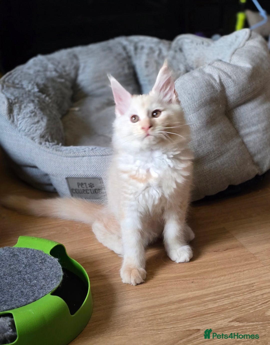 Maine Coon cats for sale: Gorgeous XL Maine Coon Male - last remaining - Image 2