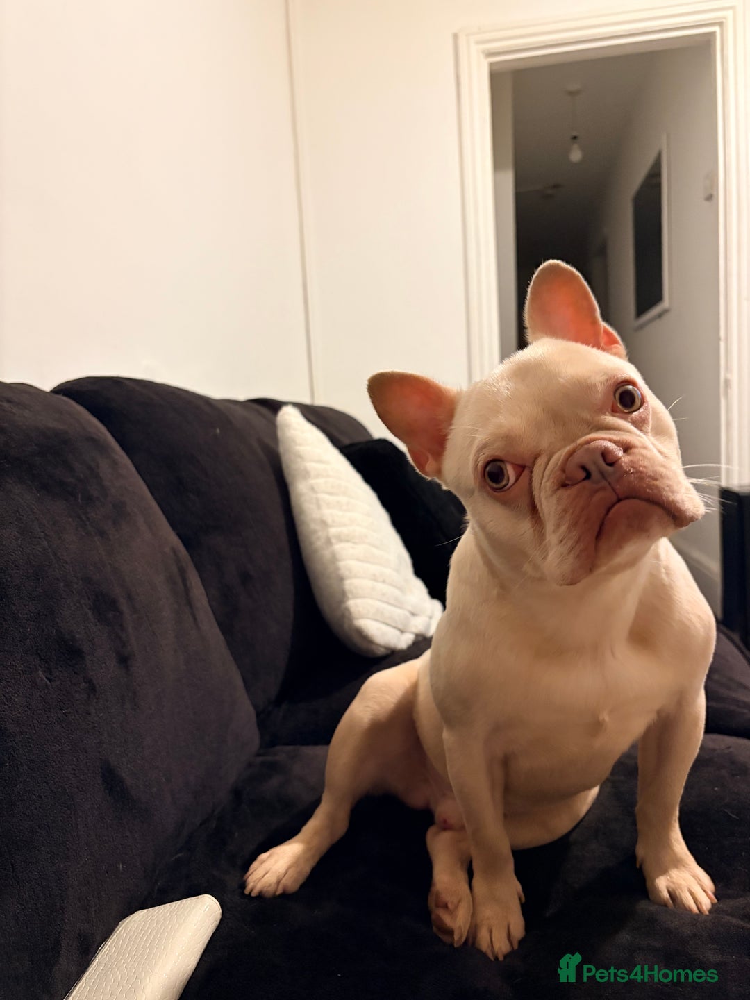 French Bulldog dogs for sale: Male French bulldog, Louie  - Advert 3