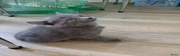British Shorthair cats for sale: Kitten in West Drayton - Advert 15