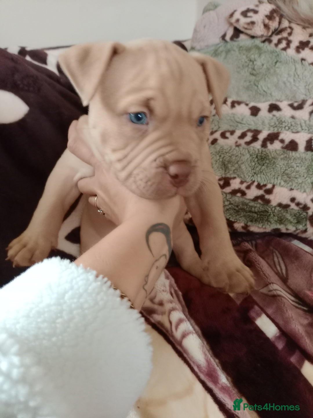 American Bully dogs for sale: American pocket bully  - Image 3