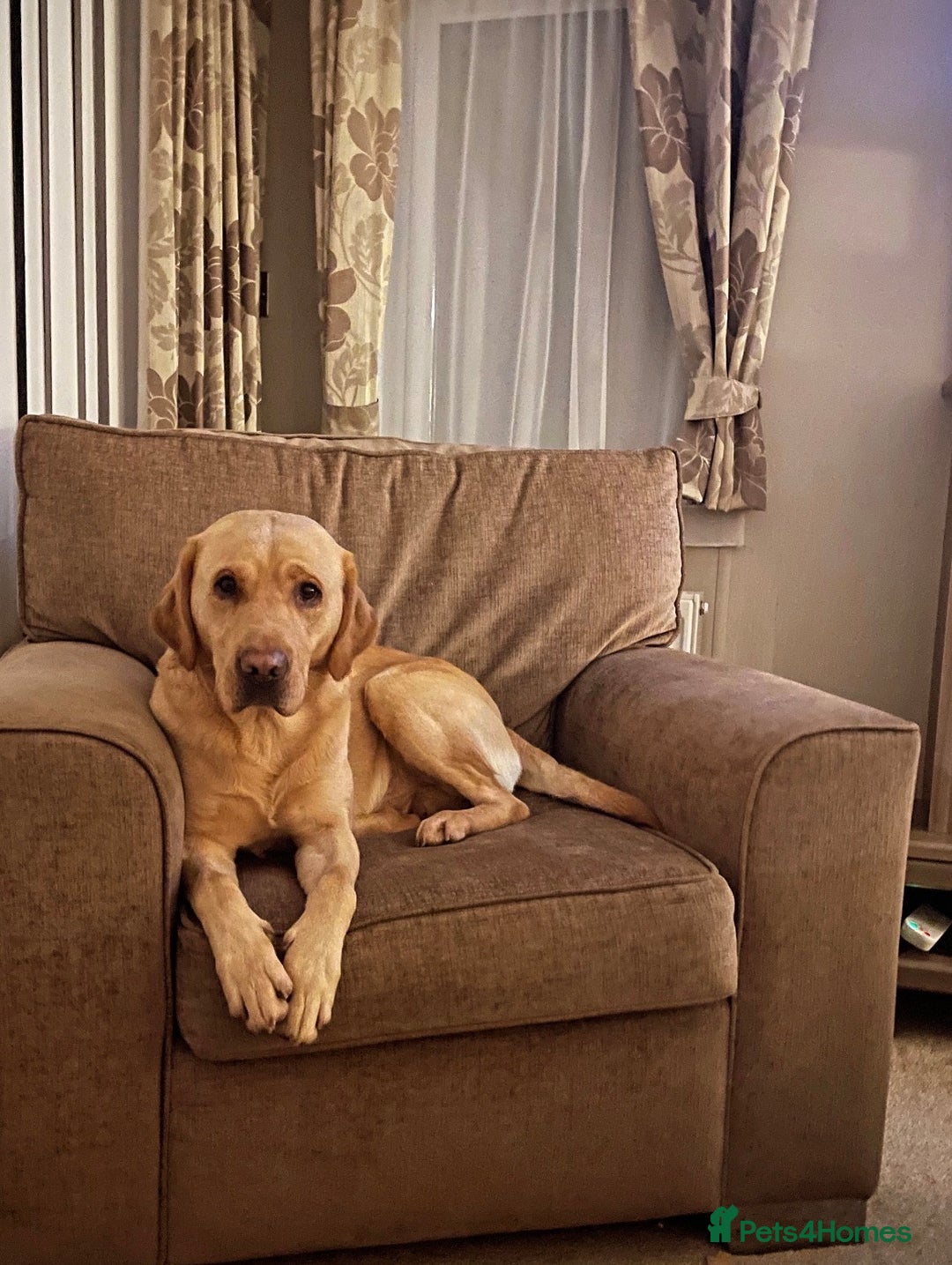 Labrador Retriever dogs for stud: Miles (Labrador retriever for Stud) - Advert 9