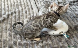 Bengal cats for sale: 12 Bengal Cubs Ready for Their Forever Home - Image 18