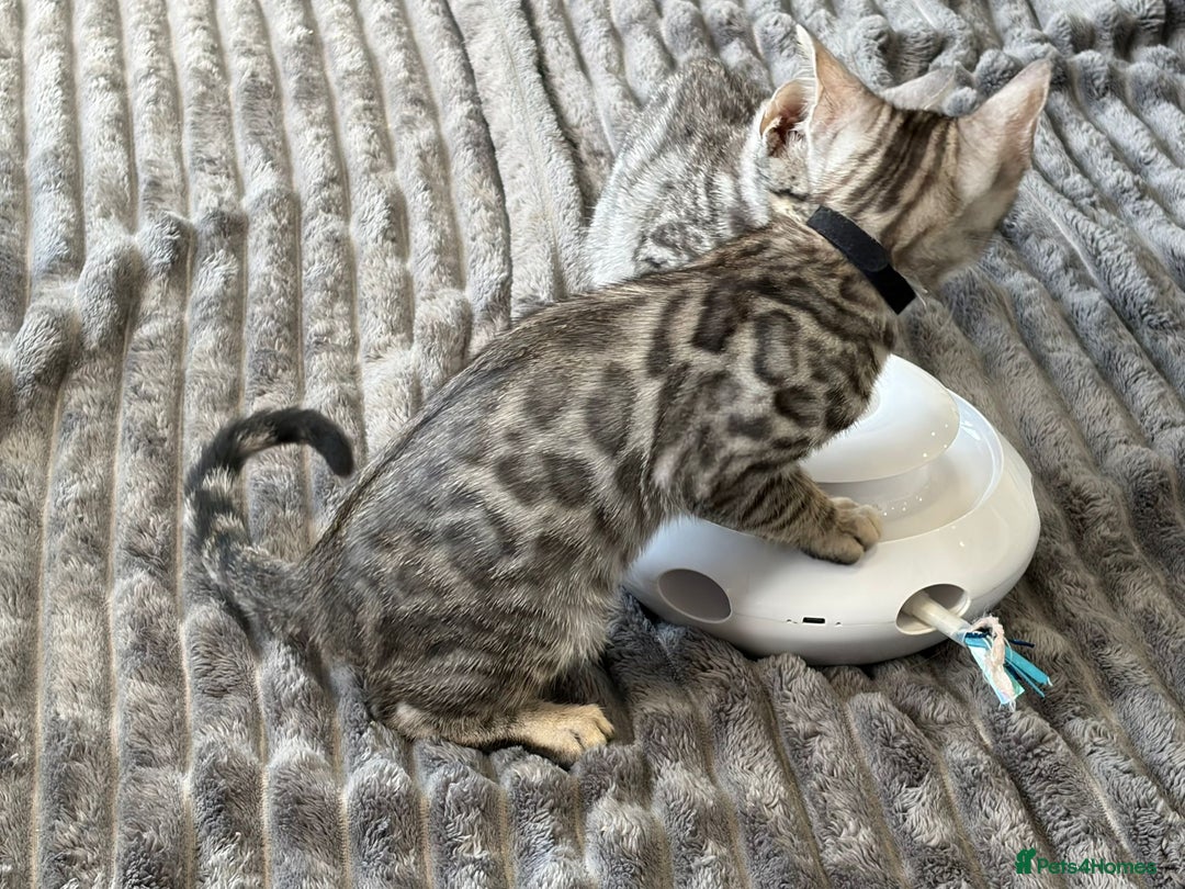 Bengal cats for sale: 12 Bengal Cubs Ready for Their Forever Home - Image 18