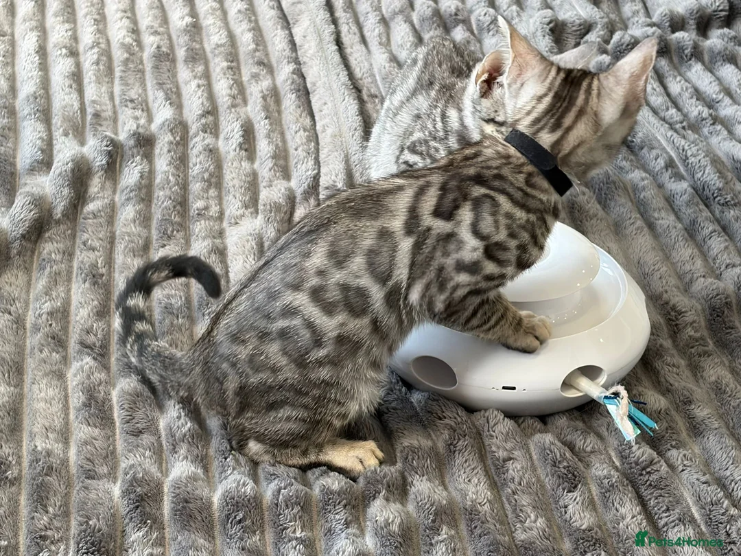 Bengal cats for sale: - Brown & Silver Bengals—Experienced Homes Only - Advert 8