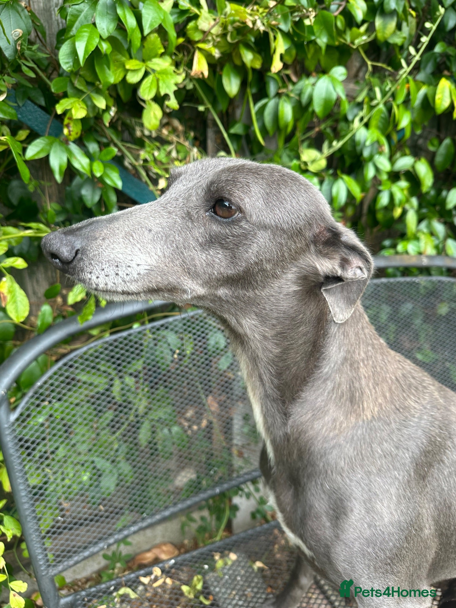 Whippet dogs KC registered whippet puppies ready now  - Advert 1