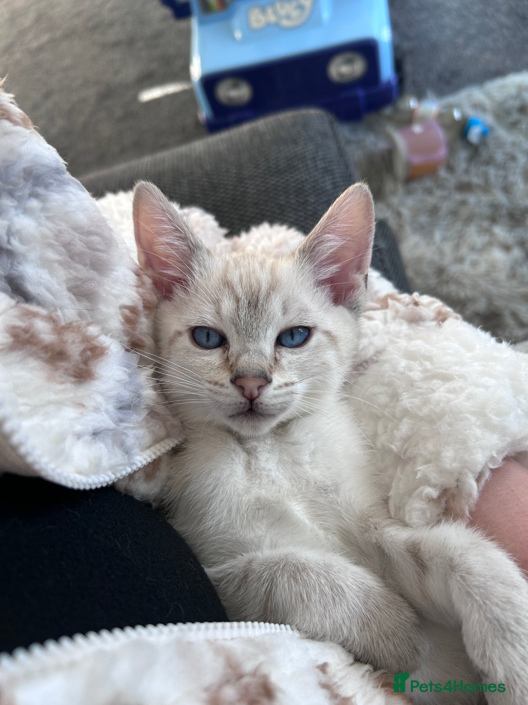 Siamese cats for stud: 🍫 CHOCCY POINT WEDGEHEAD TYPE SIAMESE STUD - Advert 9